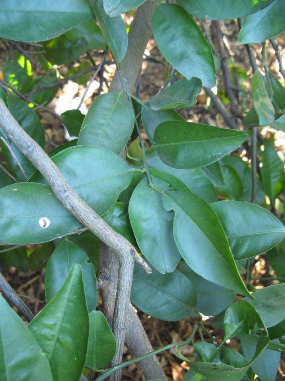            Shade leaves (Winter Haven, FL)   